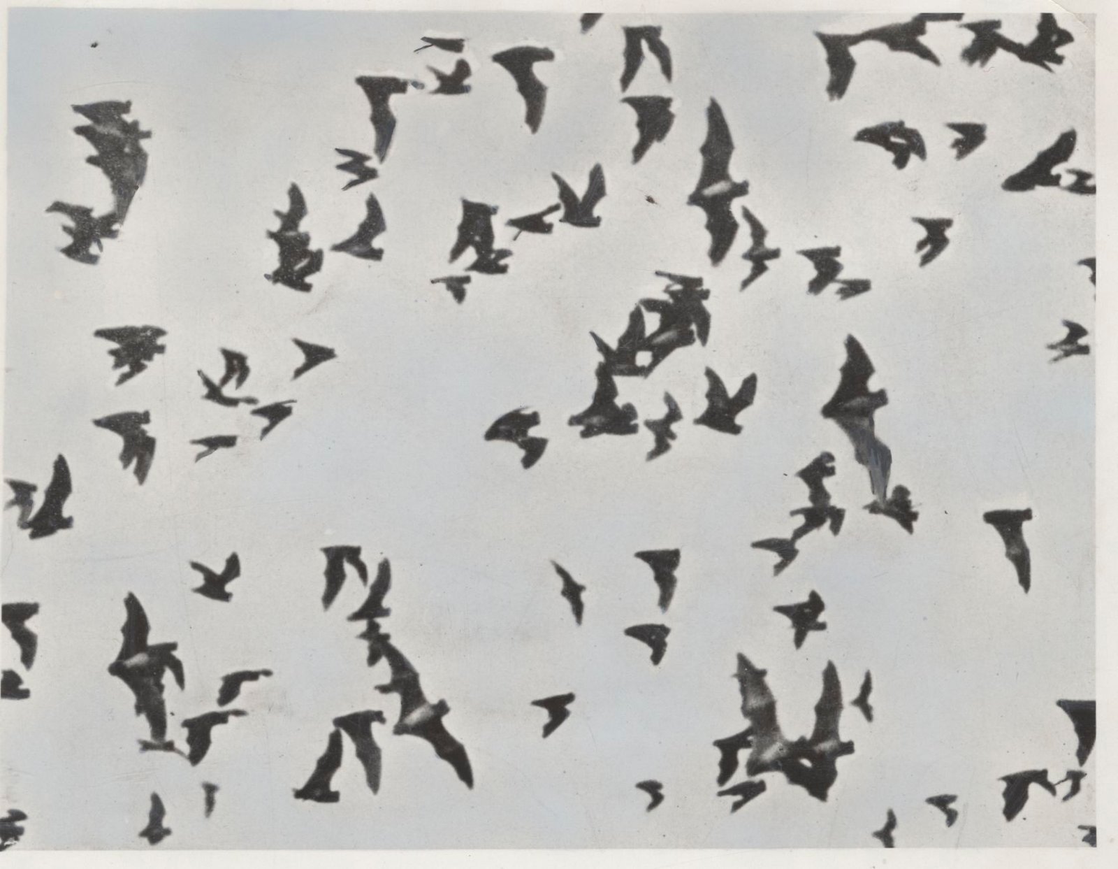 Why Bats Remember: The Science Behind Reciprocity (image credits: wikimedia)