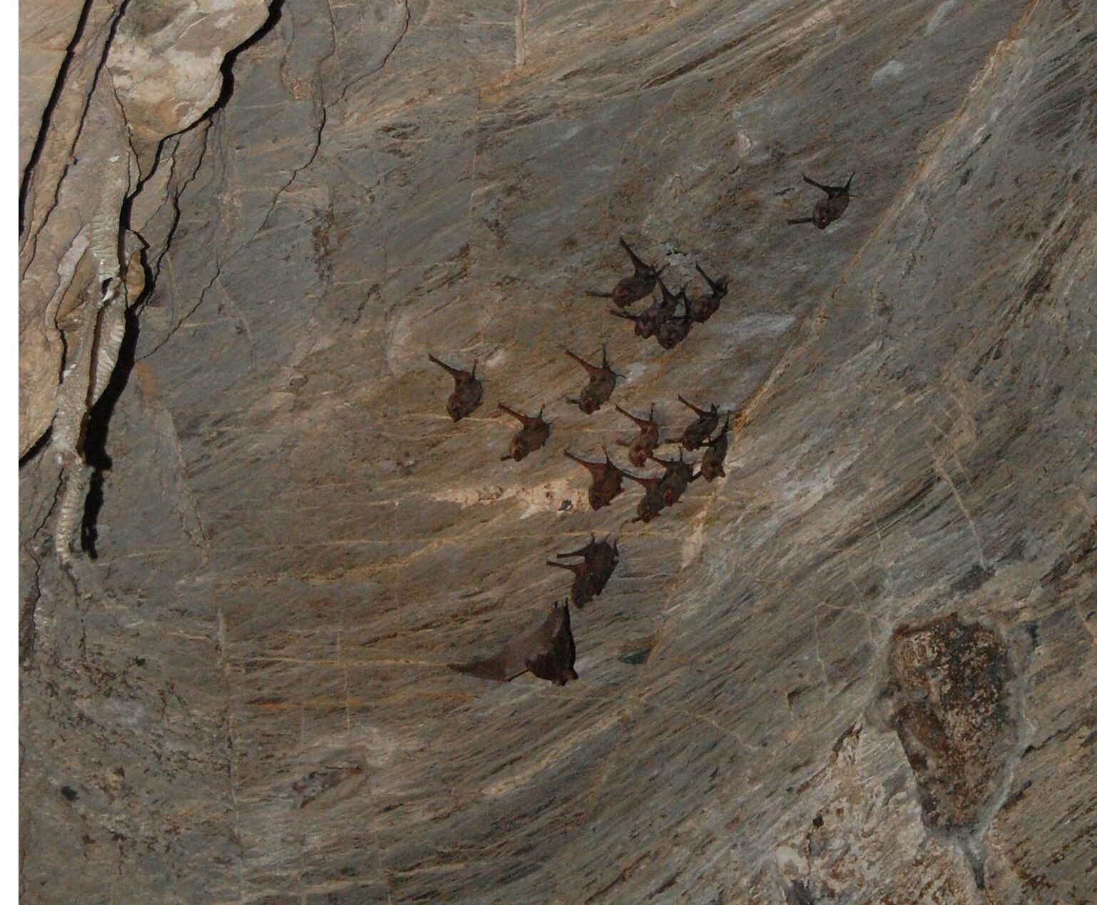 Reflections on the Night: The Secret Lives of Bats (image credits: wikimedia)
