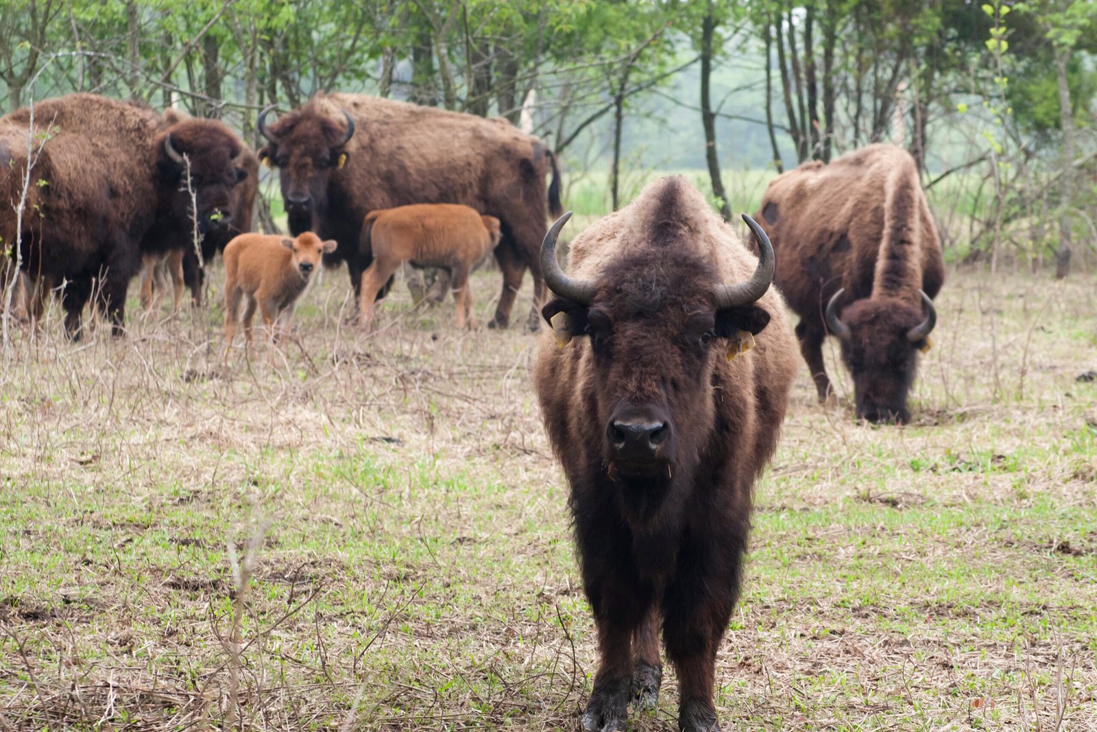 Challenges to Bison Reintroduction (image credits: wikimedia)