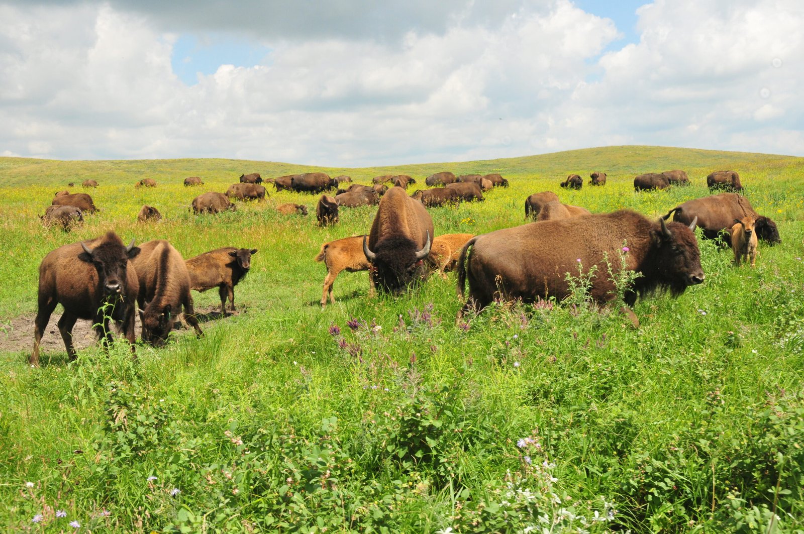 Bison and the Climate Crisis (image credits: wikimedia)