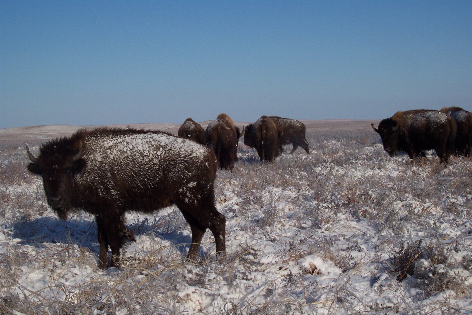 What Would a Wild Kansas Look Like? (image credits: wikimedia)