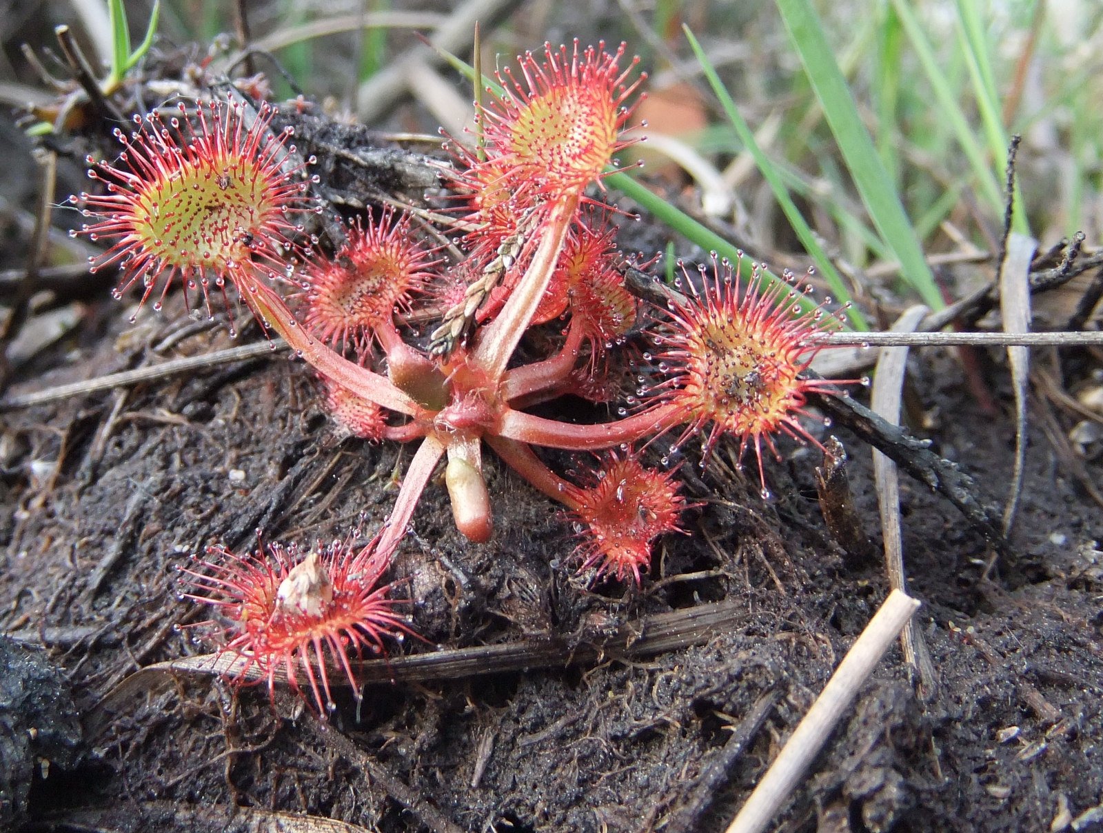 The Mysterious Sundew: Nature’s Little Carnivore (image credits: wikimedia)