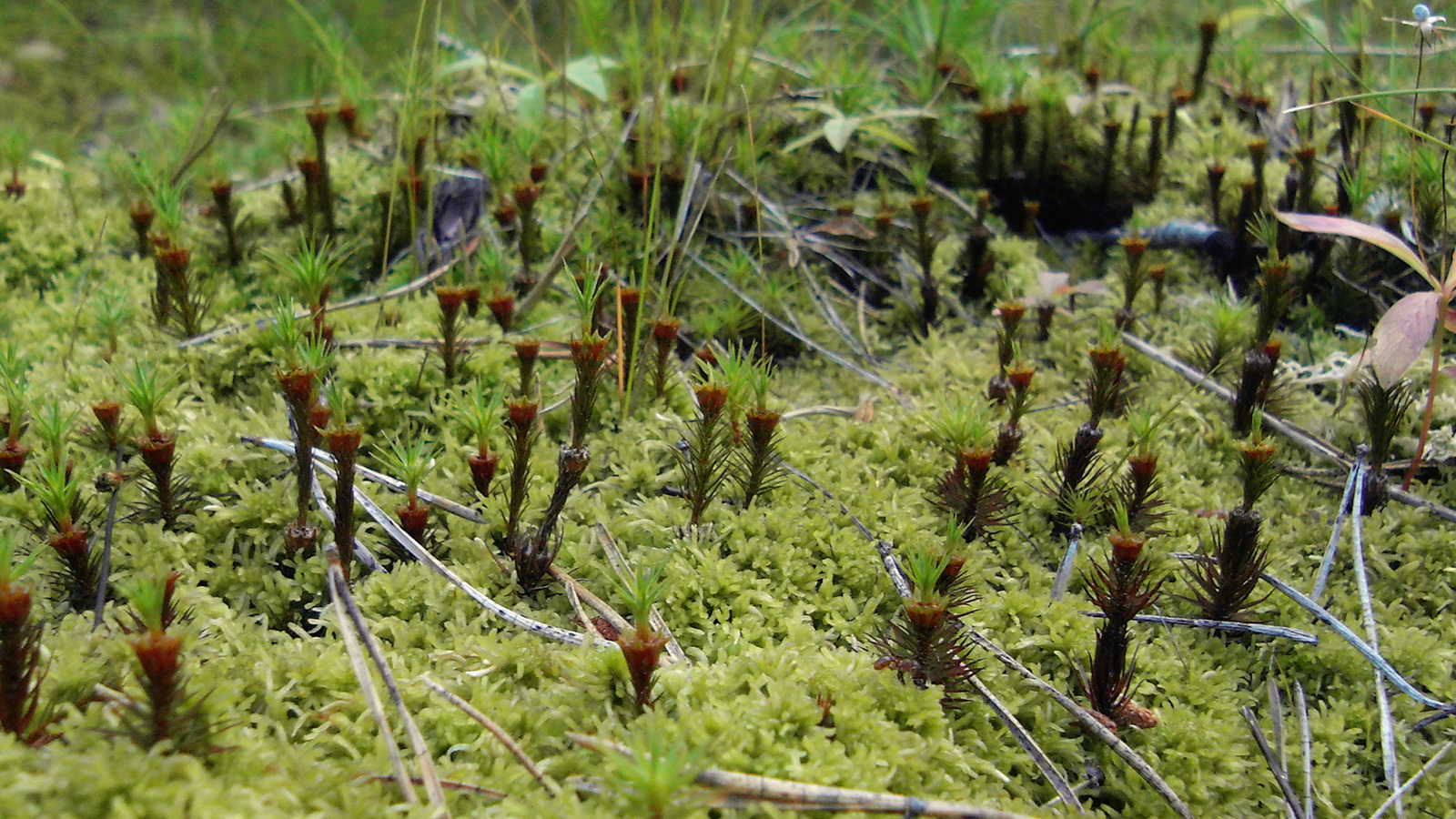 The Role of Sphagnum Moss: Nature’s Living Sponge (image credits: wikimedia)