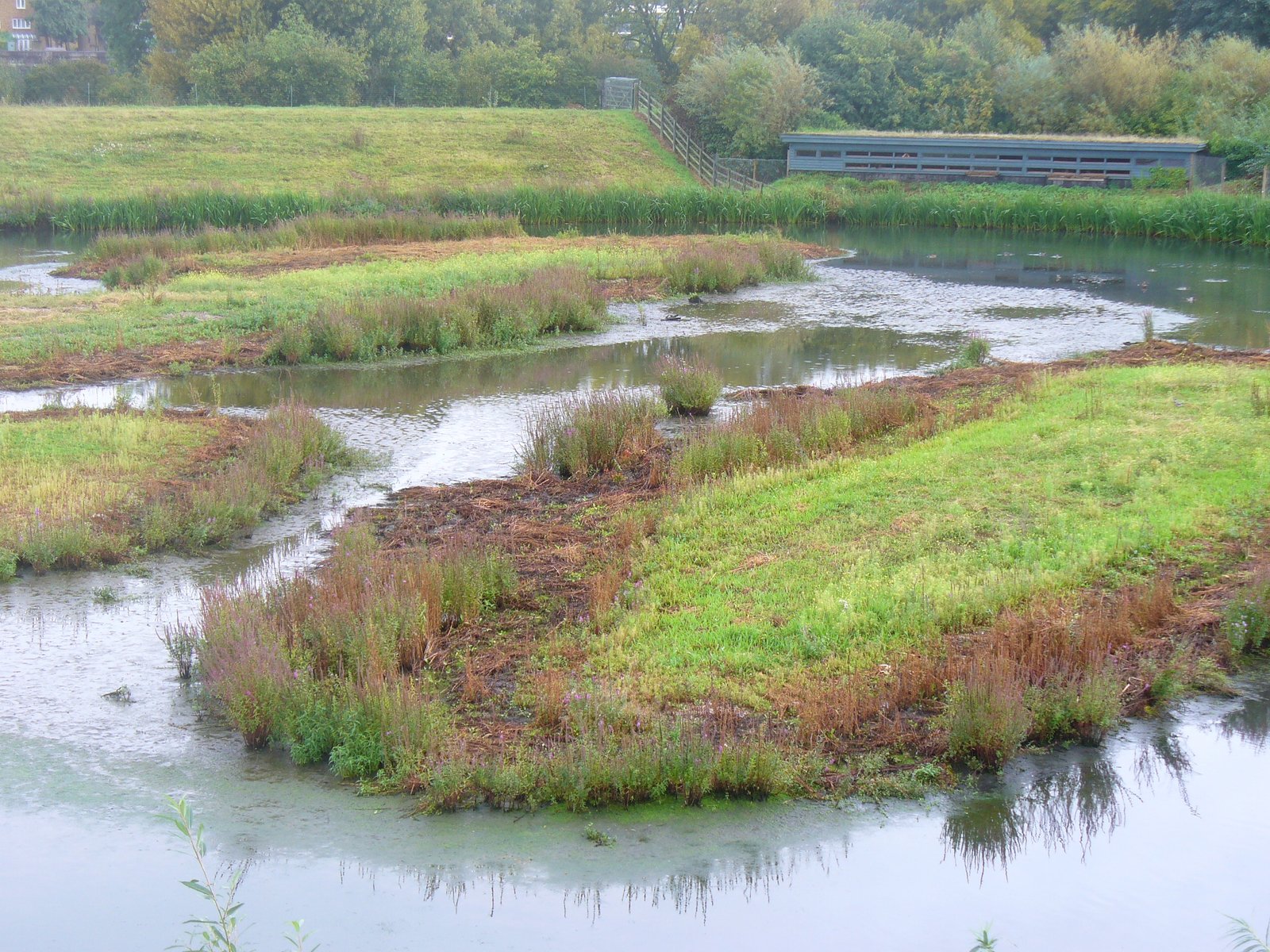 Why Wetlands Were Lost—and Why They Matter (image credits: wikimedia)