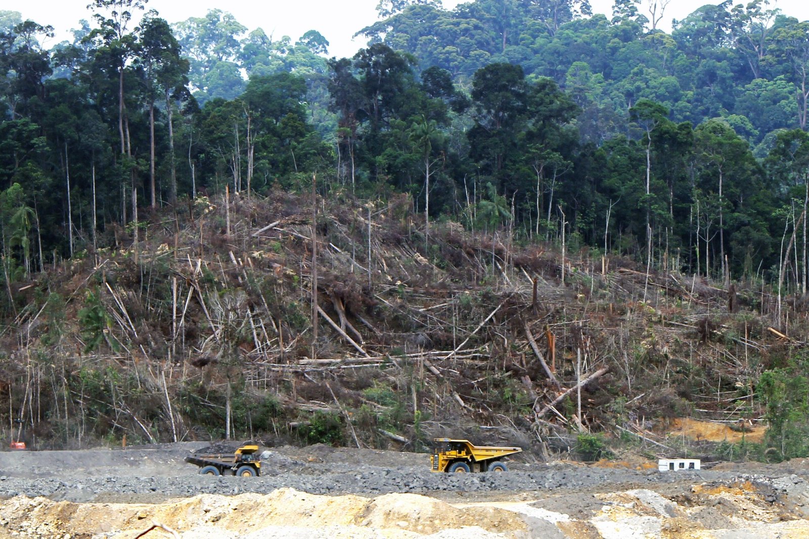 Carbon Markets and Greenwashing (image credits: wikimedia)