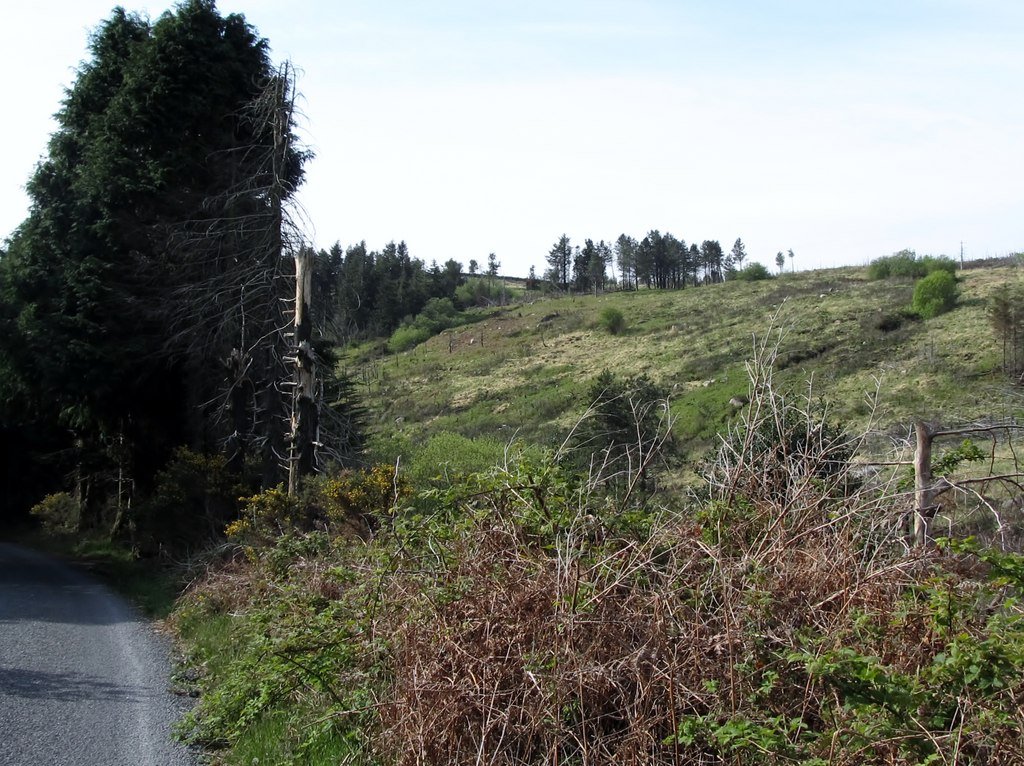 Case Studies: Ghost Forests Around the World (image credits: wikimedia)