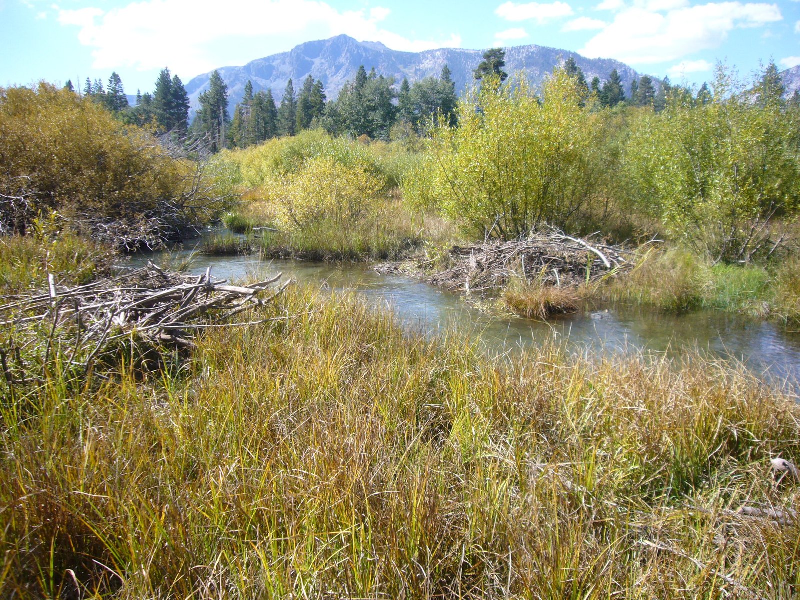 How Beaver Dams Transform Landscapes (image credits: wikimedia)