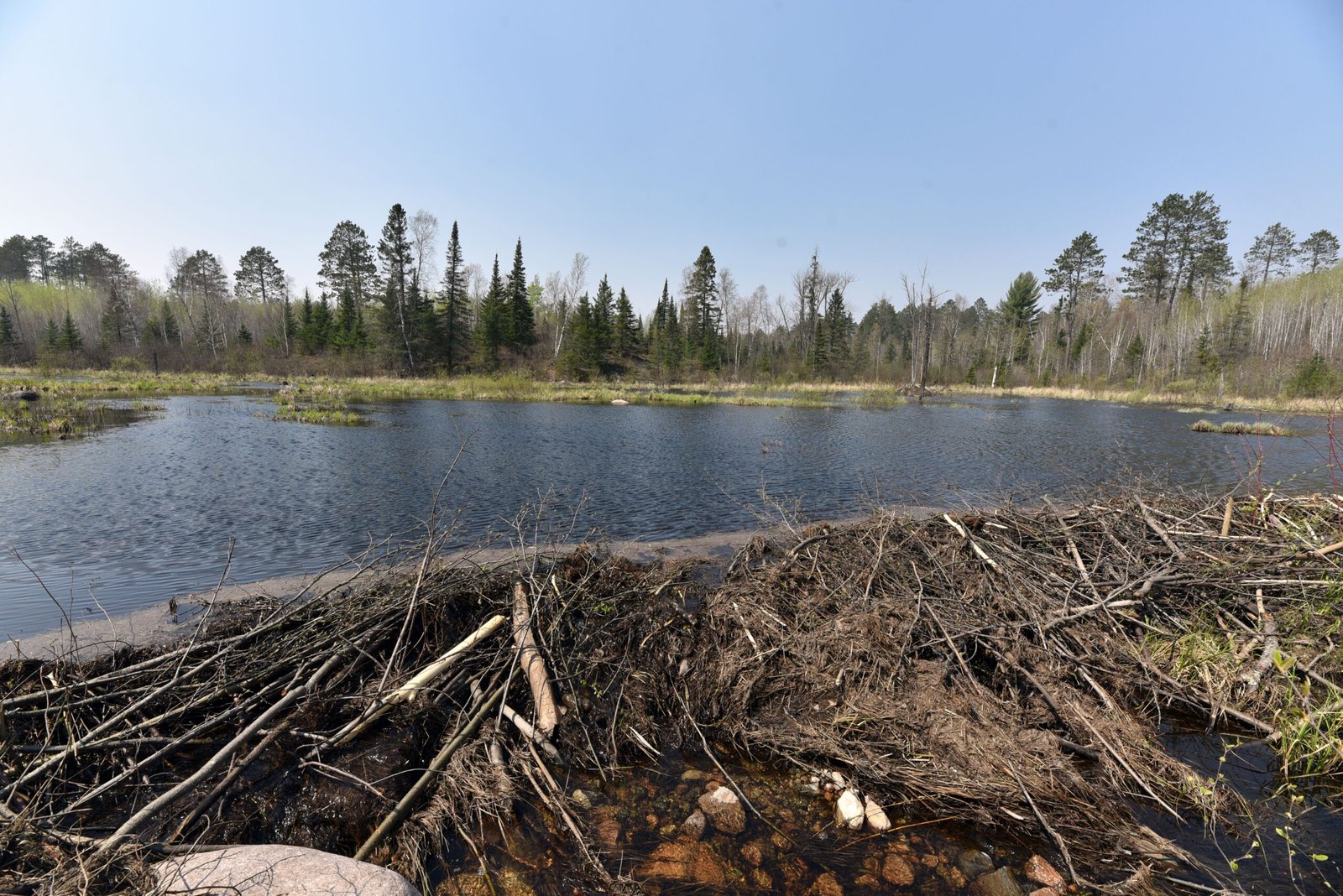Wetlands: Cradles of Biodiversity (image credits: wikimedia)