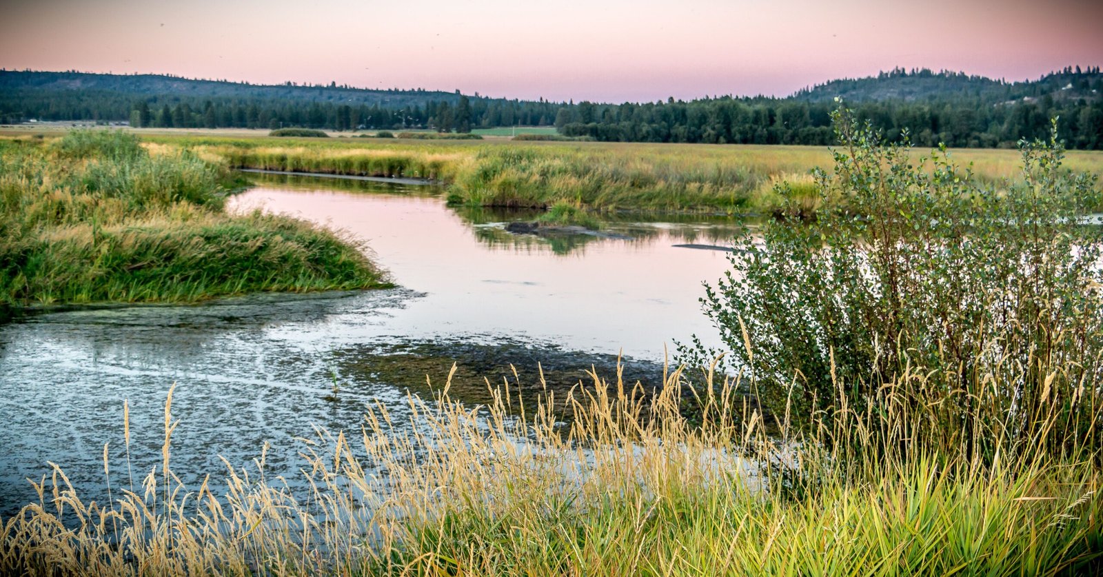 Beavers and Water Management (image credits: wikimedia)