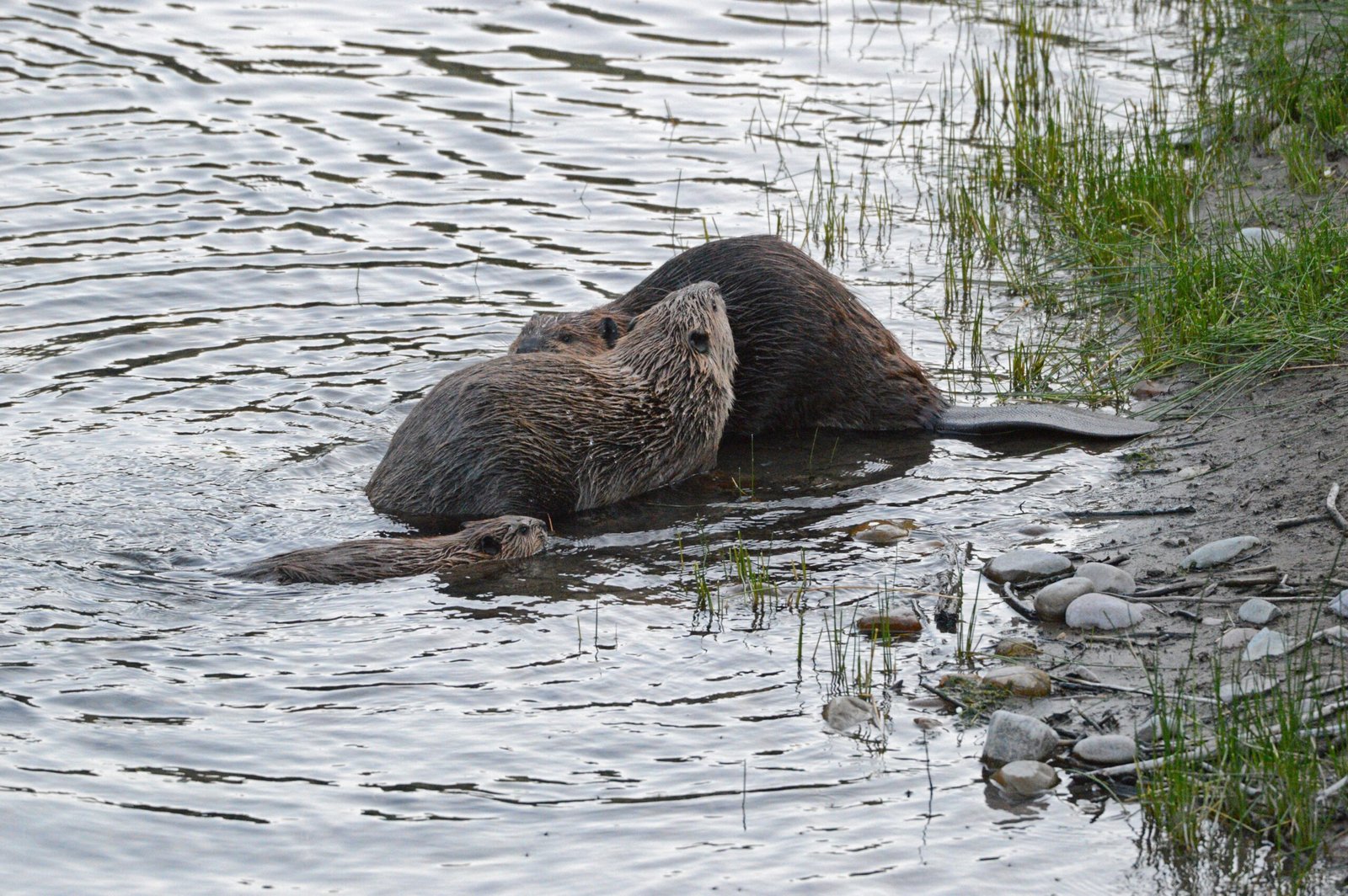 Fascinating Behaviors and Social Life (image credits: wikimedia)