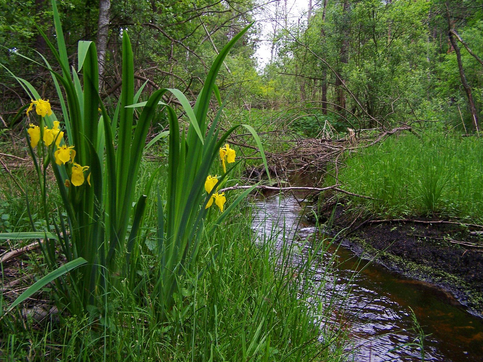The Ripple Effect of Beaver Activity (image credits: wikimedia)