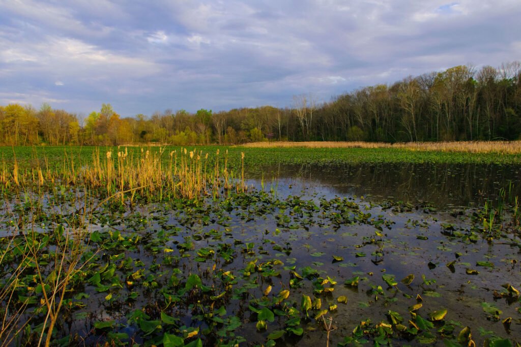 Marshes and Mangroves: Defenders Against Storms
