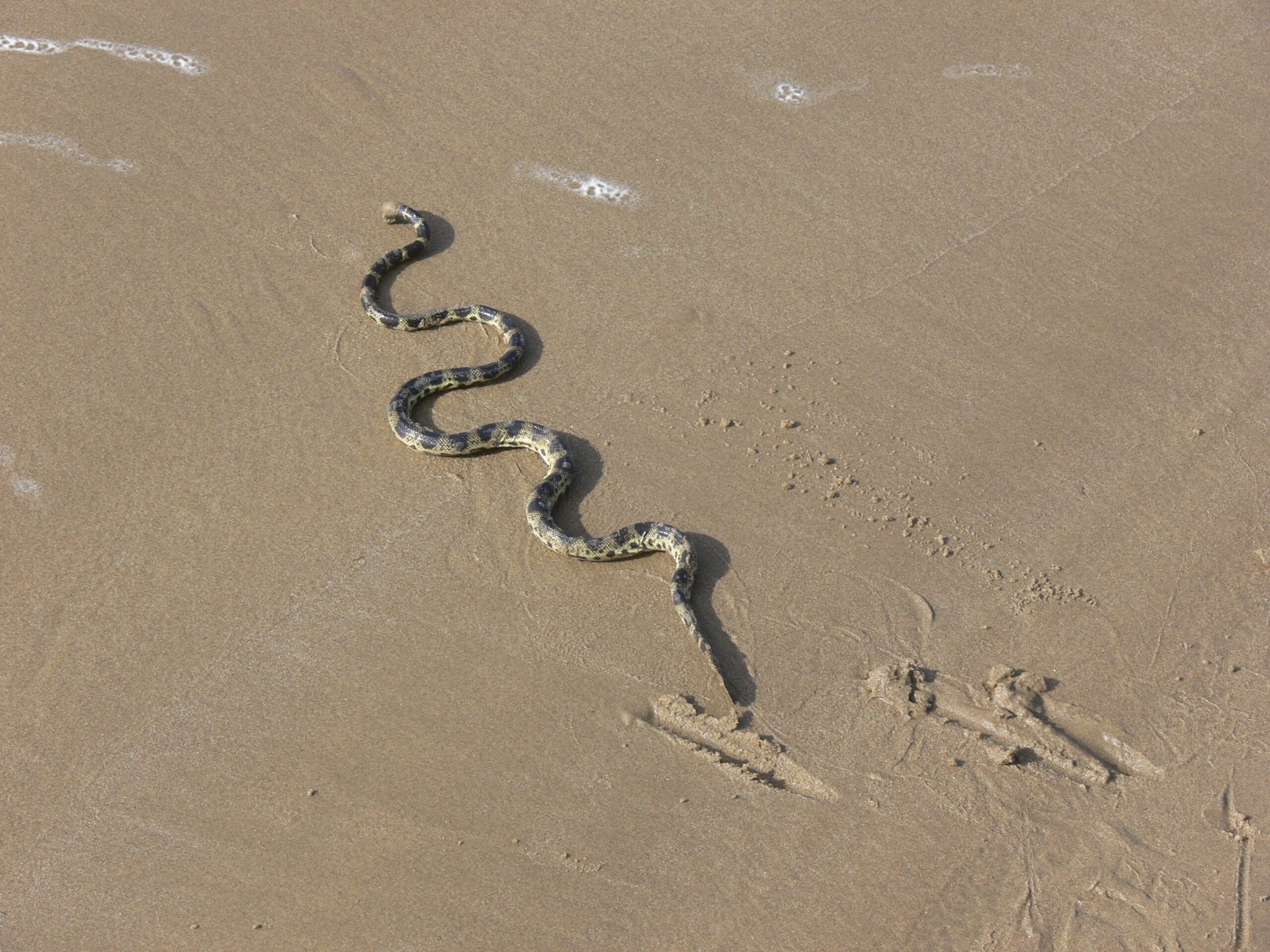 The Power of Adaptation: Why Going Legless Worked (image credits: wikimedia)