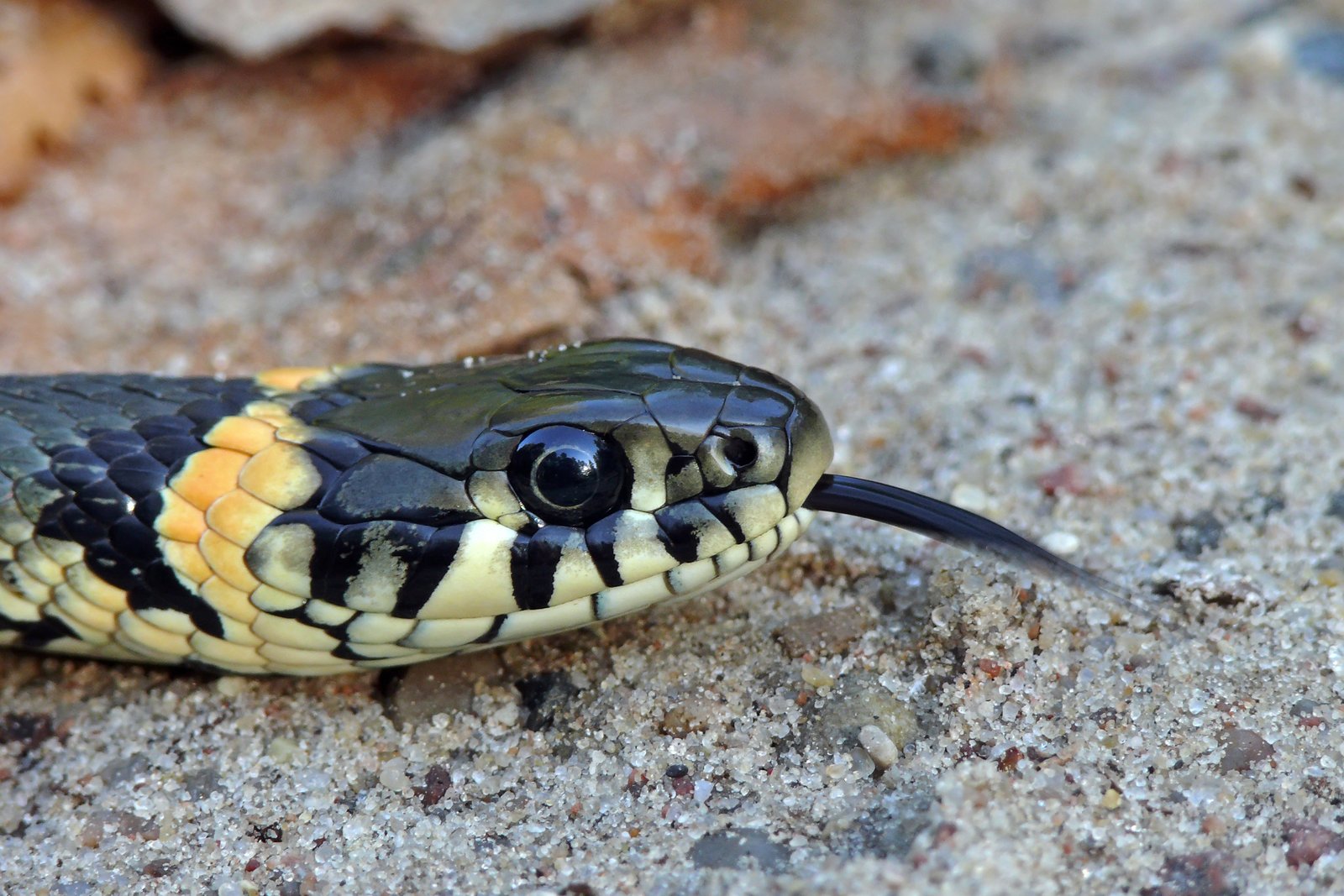 Genetic Insights: DNA Tells the Tale (image credits: wikimedia)