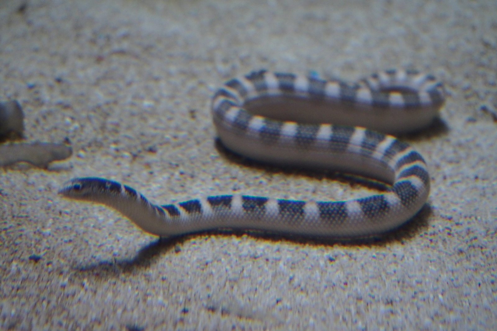 Life Underground: The Burrowing Hypothesis (image credits: wikimedia)