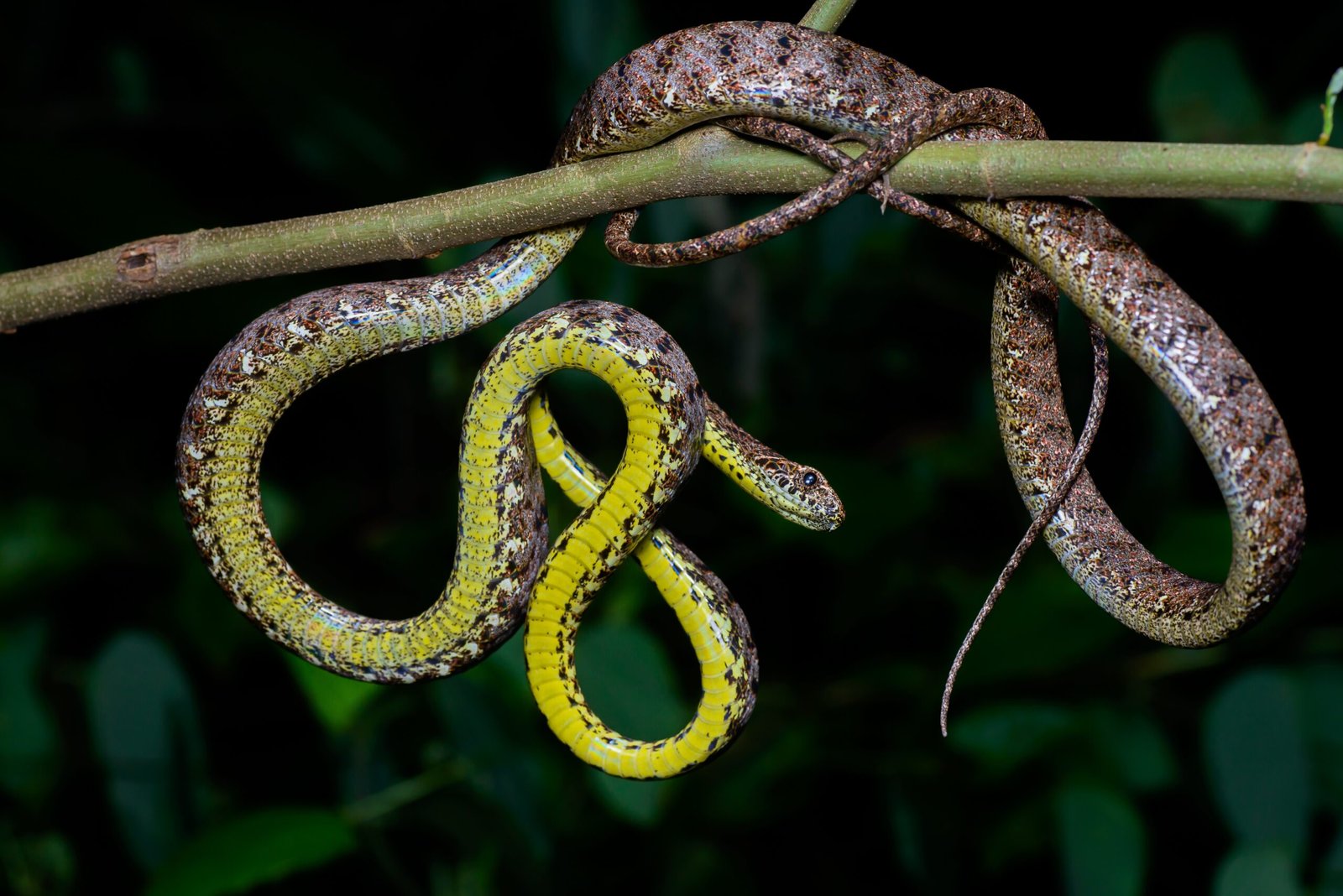 The Marvel of Movement: How Snakes Get Around (image credits: wikimedia)
