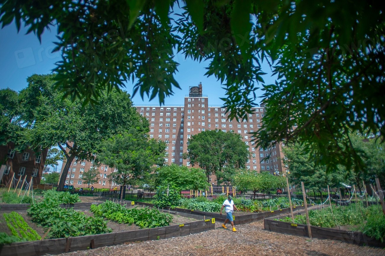Challenges and Opportunities for Urban Kampong Gardening (image credits: rawpixel)