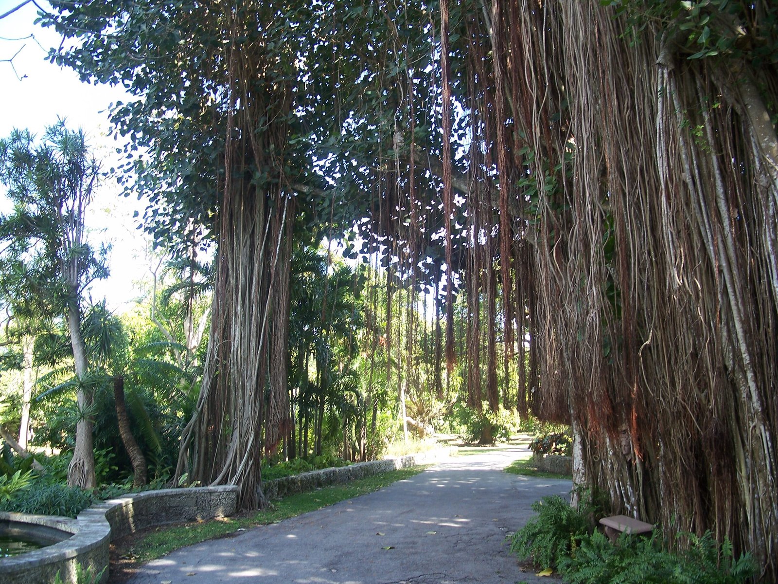 A Living Legacy: The Future of Kampong Plants in Singapore (image credits: wikimedia)