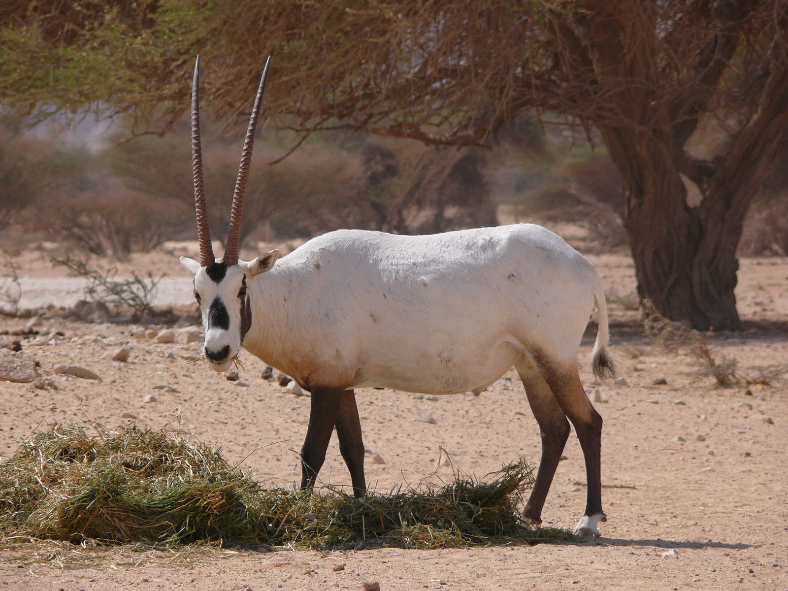 Habitat Restoration and Rewilding (image credits: wikimedia)