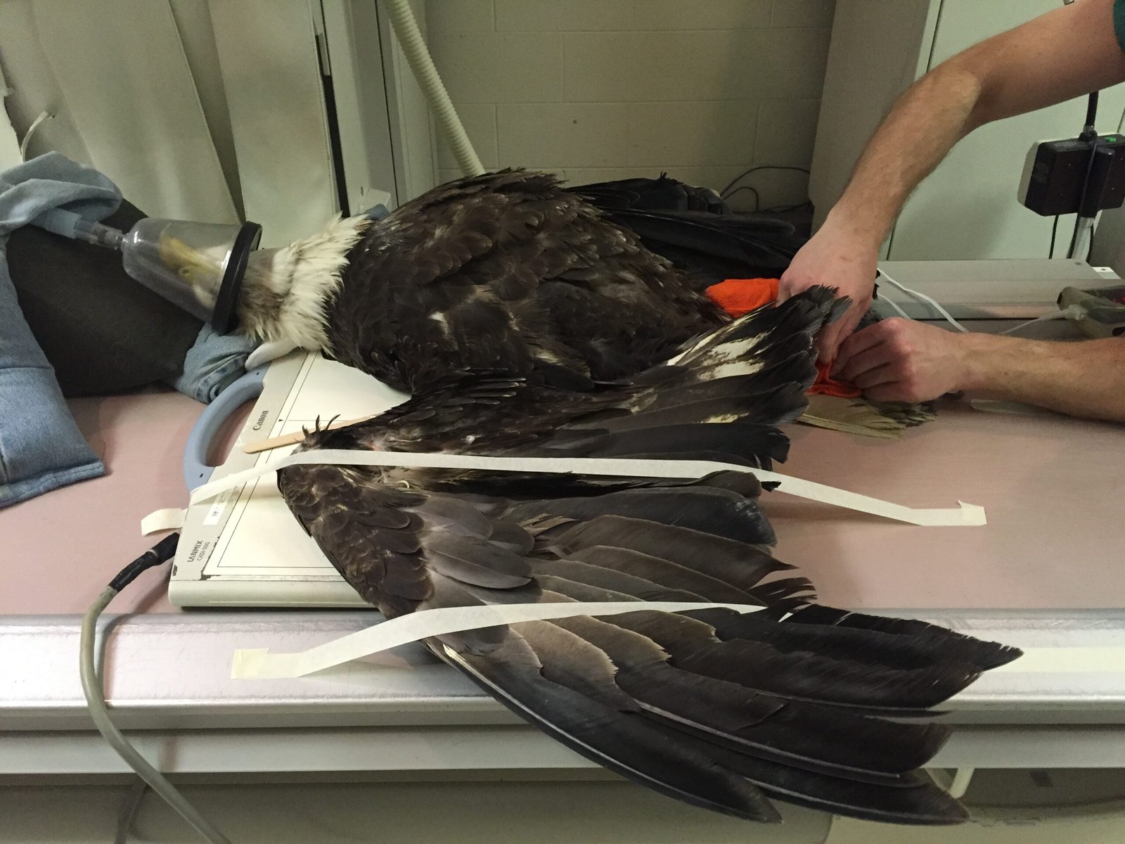 Wildlife Health and Disease Prevention (image credits: wikimedia)