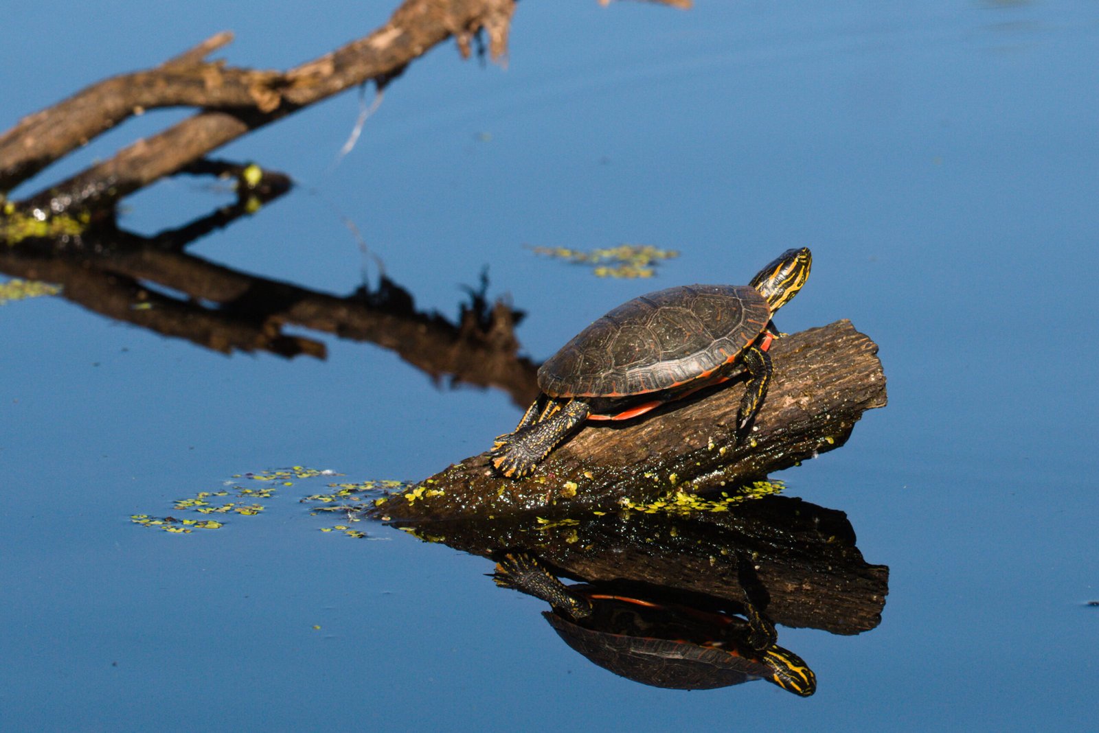 Real-Life Examples: Painted Turtles and Snapping Turtles (image credits: wikimedia)