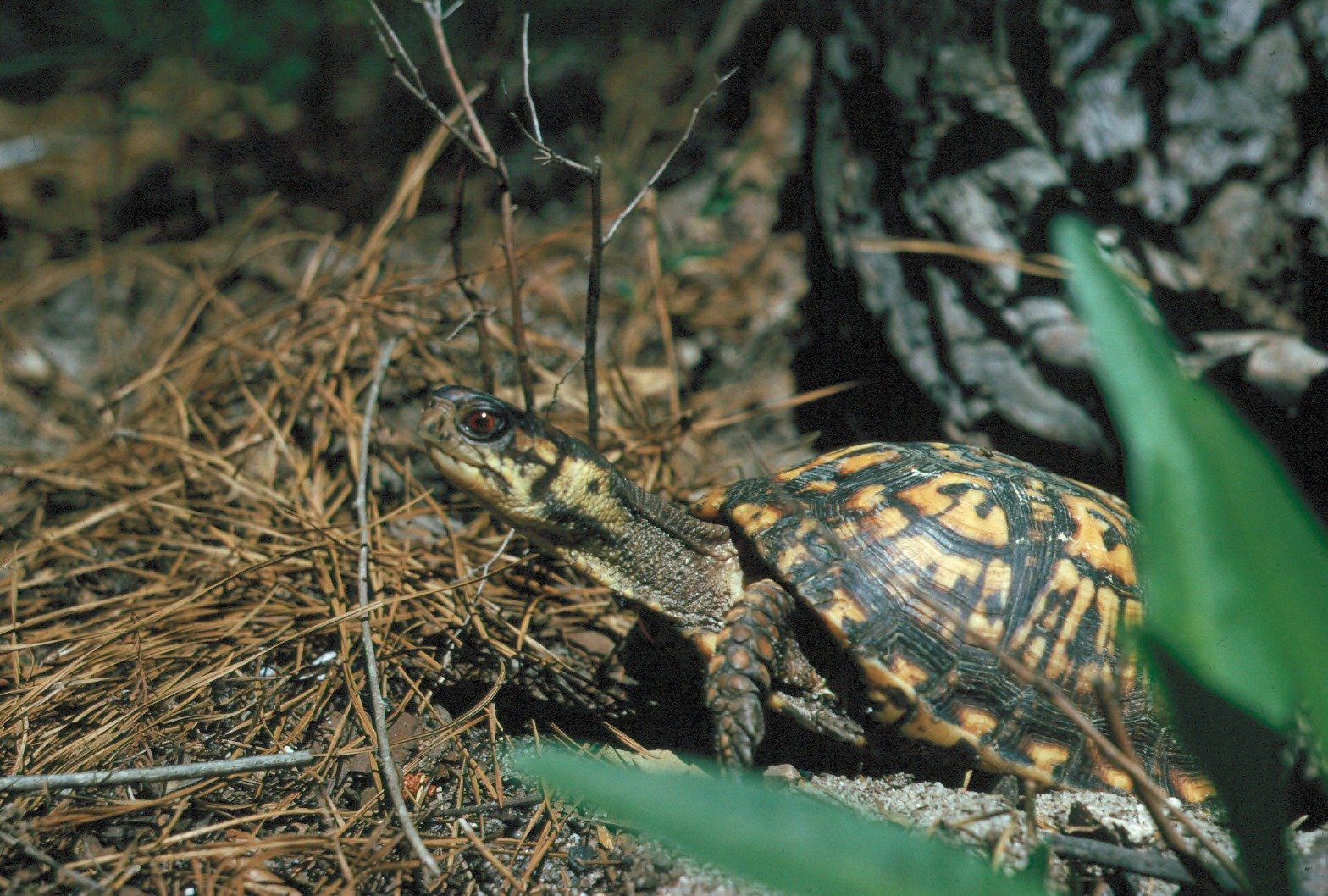 How Scientists Study Turtle Hibernation (image credits: wikimedia)