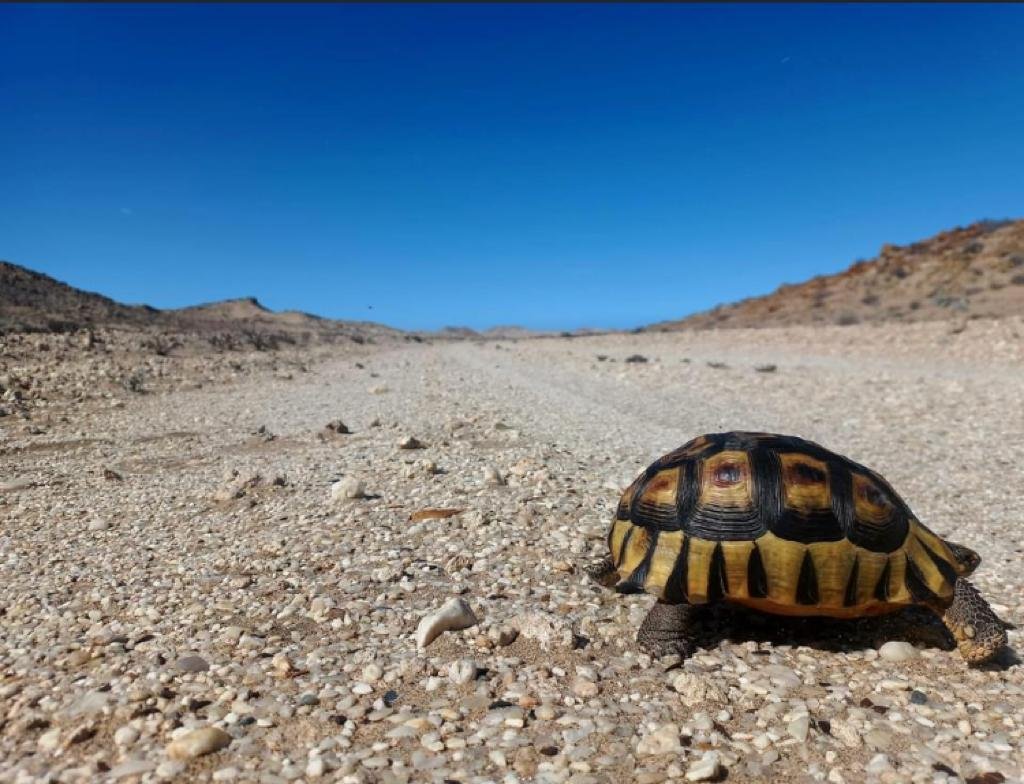 Why This Adaptation Matters for Survival (image credits: wikimedia)