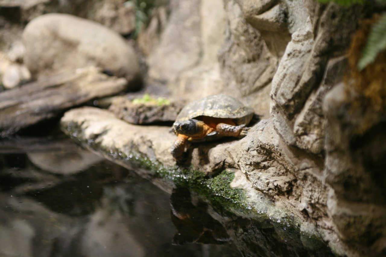 Nature’s Weirdest Survivors: More Than Just a Fun Fact (image credits: wikimedia)