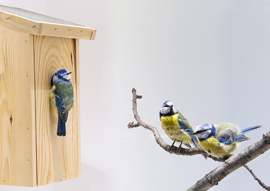 DNA: The Secret Code of Bird Evolution (image credits: wikimedia)