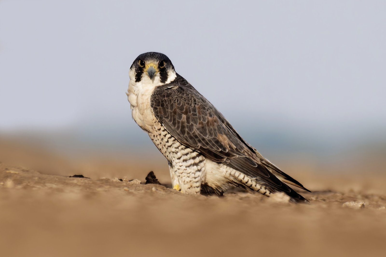 Falcons: More Than Just Birds of Prey (image credits: wikimedia)