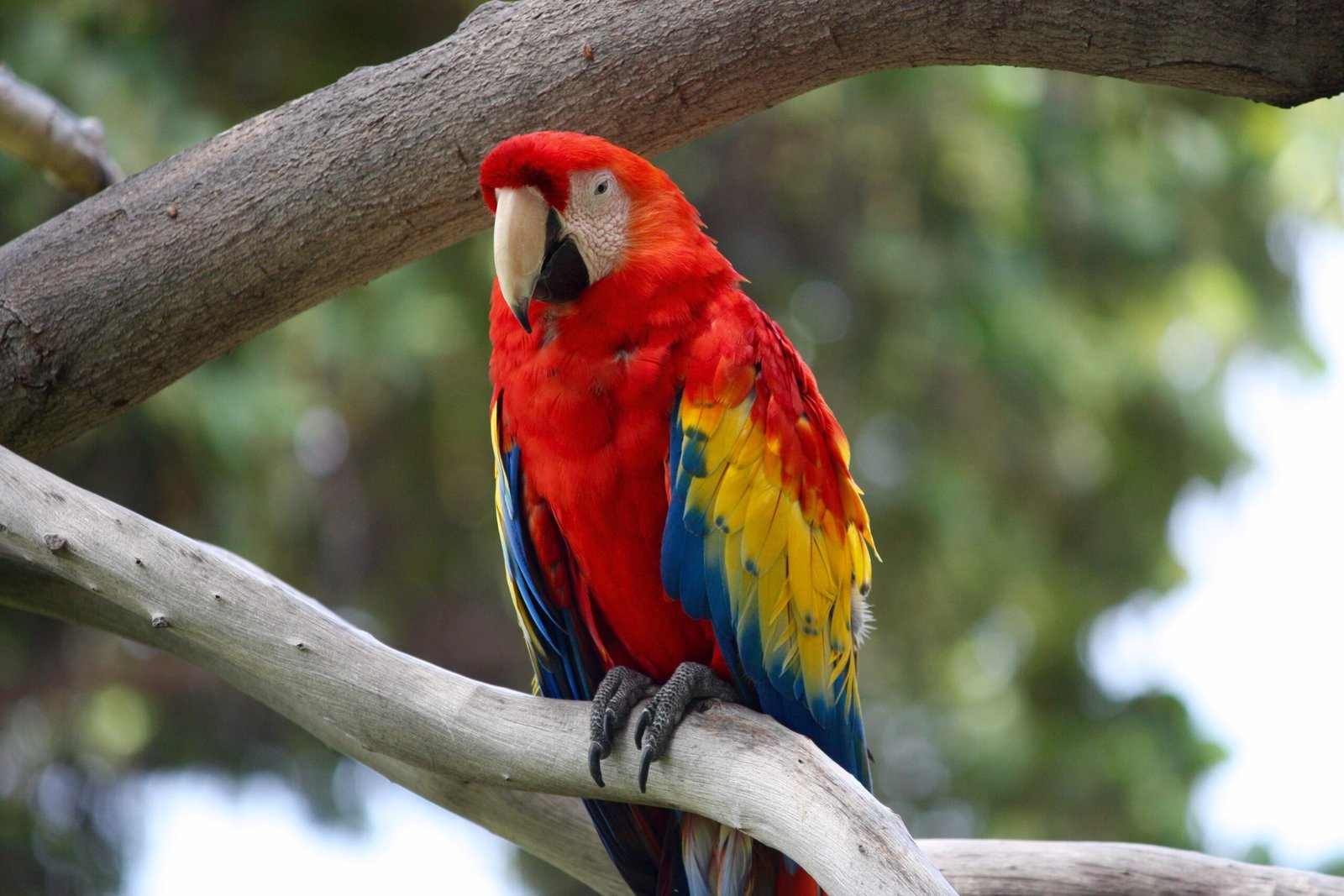 Parrots: The Colorful, Clever Cousins (image credits: wikimedia)