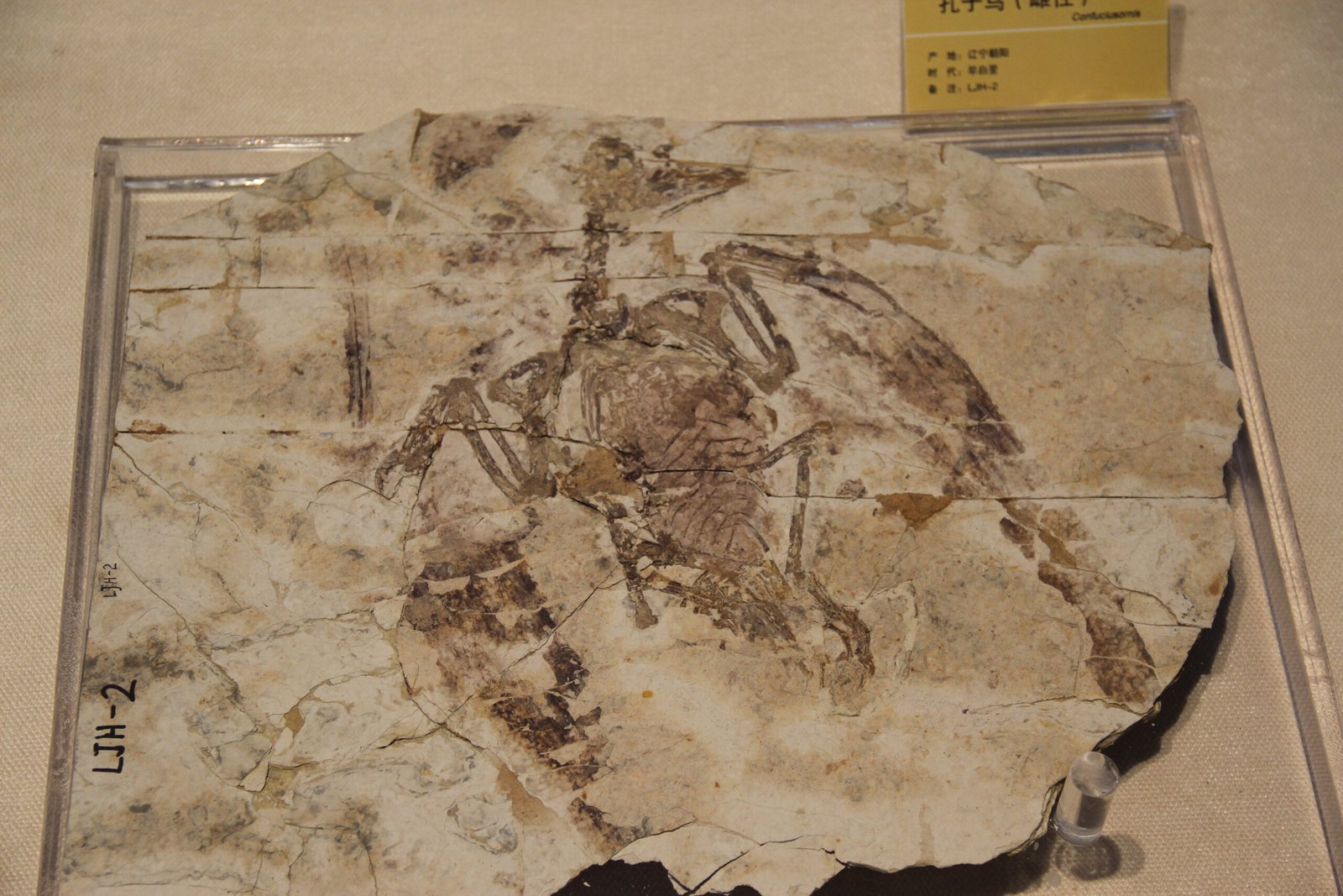 Clues from the Fossil Record (image credits: wikimedia)