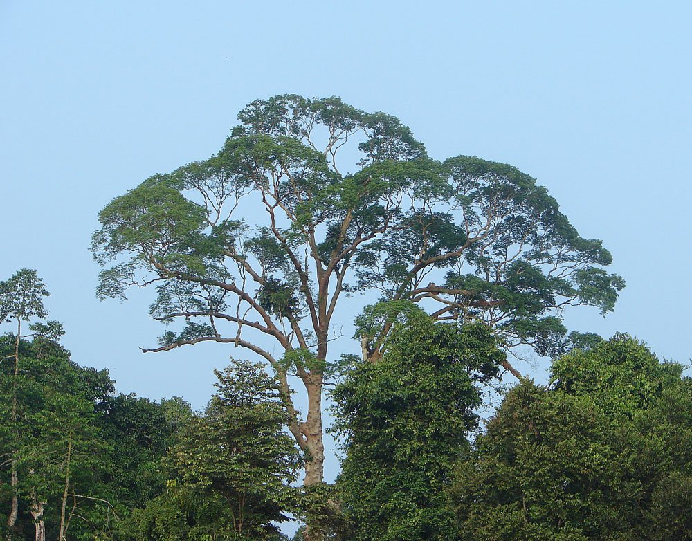 The Towering Majesty of the Tualang Tree (image credits: wikimedia)