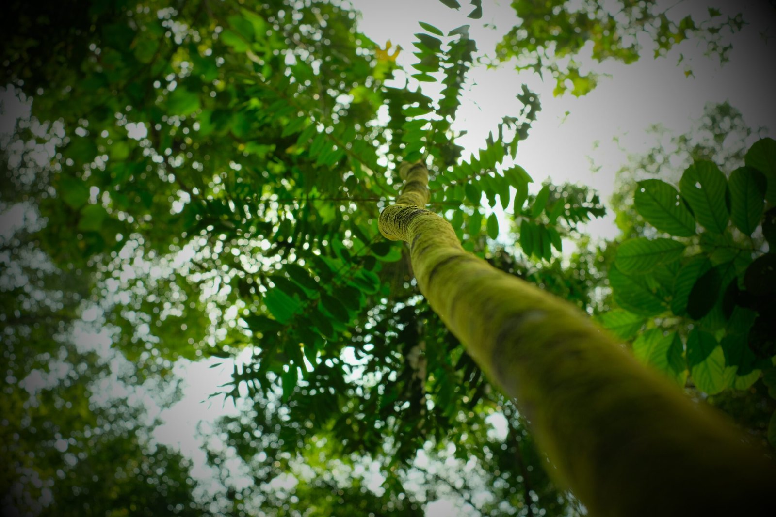 The Mysterious Power of Tongkat Ali (image credits: wikimedia)