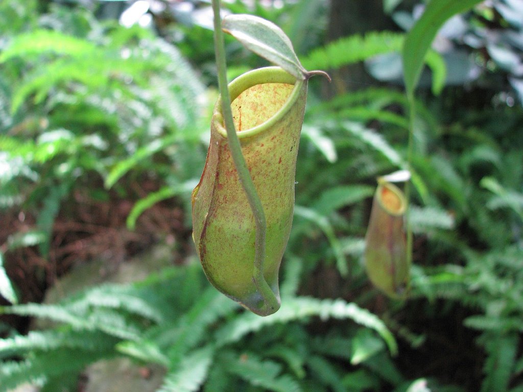 Lessons from the Wild Gardens (image credits: wikimedia)