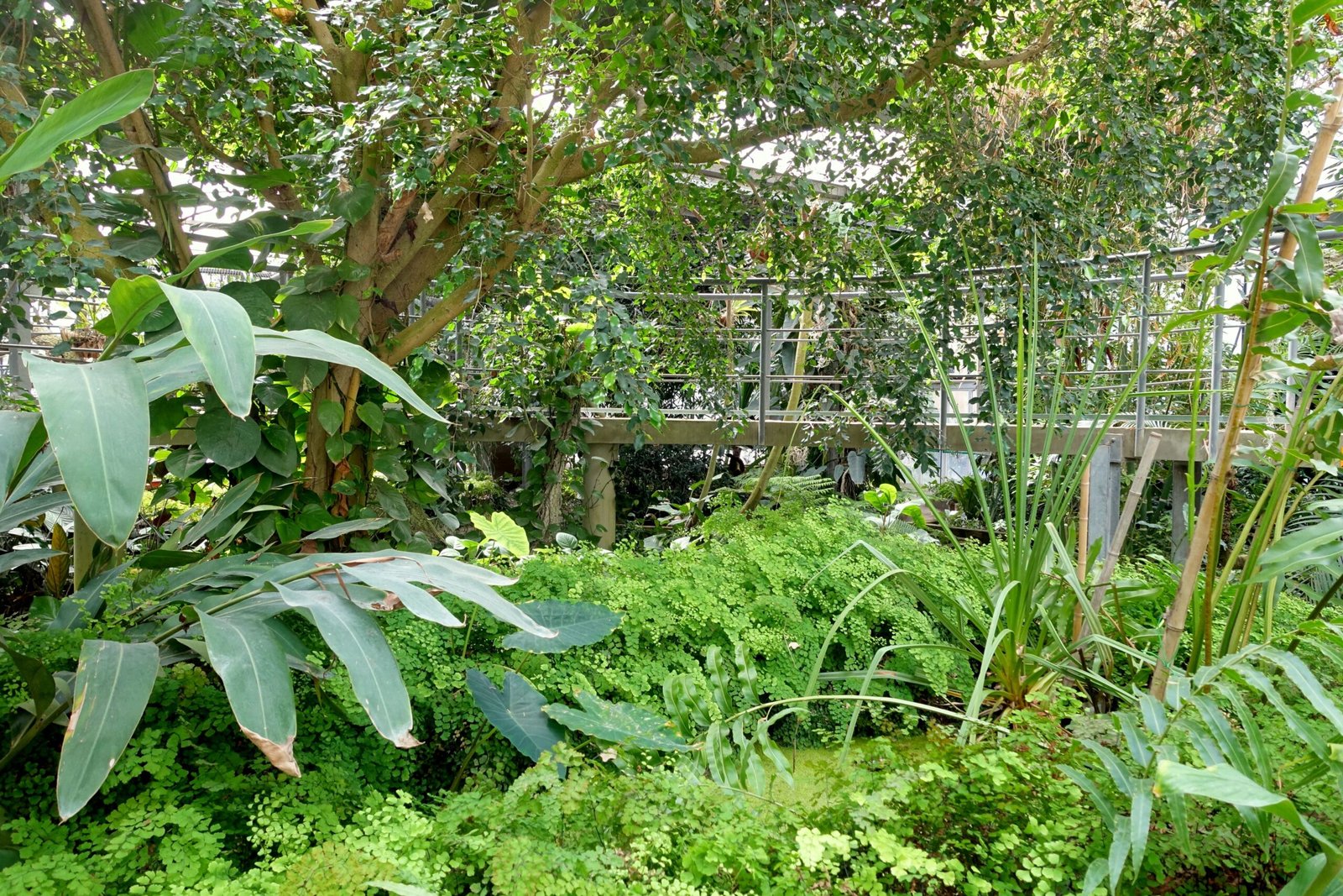 Life in a Tropical Greenhouse (image credits: wikimedia)