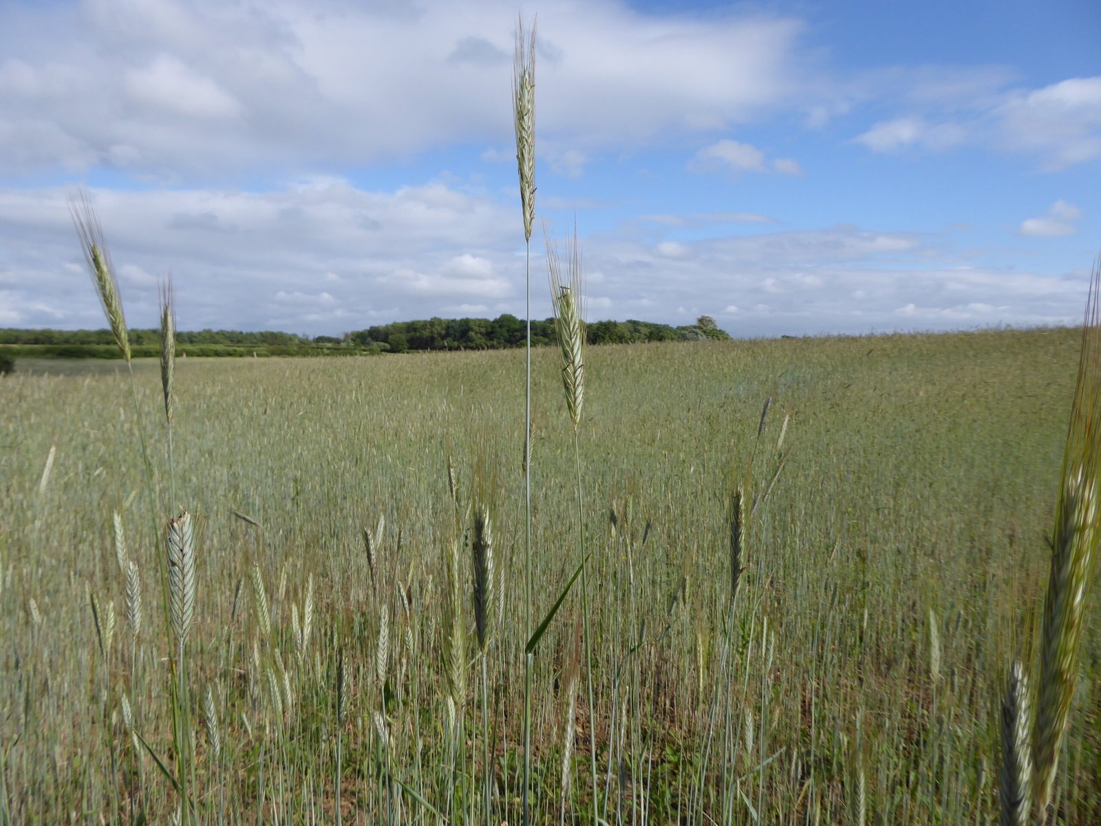 Wheat, Oats, and Barley: The Forgotten Grains (image credits: wikimedia)