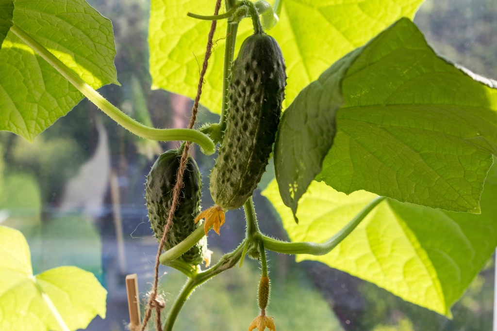 From Gardens to Tables: Culinary Renaissance (image credits: rawpixel)