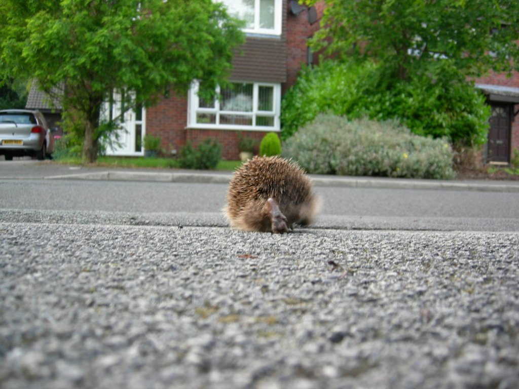 The Plight of the Urban Hedgehog (image credits: wikimedia)