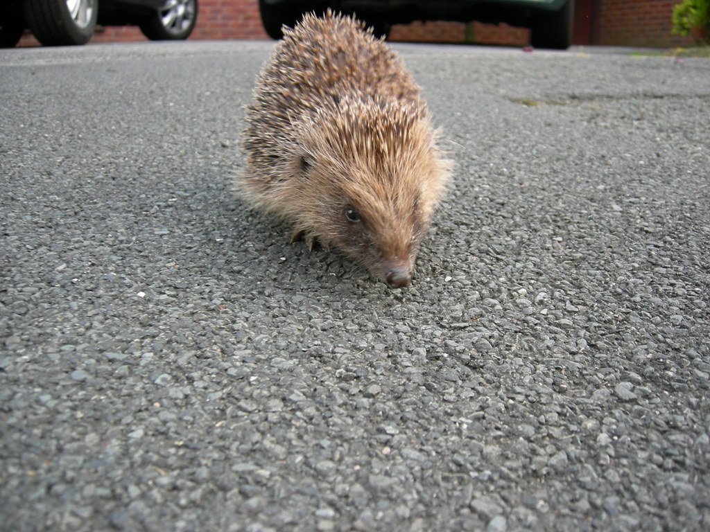 The Science Behind Hedgehog Adaptation (image credits: wikimedia)