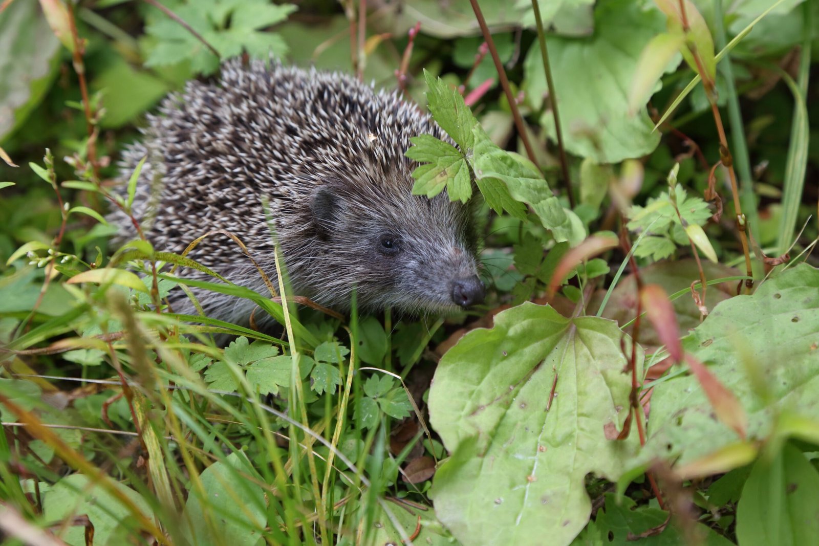 Threats Lurking in Urban Spaces (image credits: wikimedia)