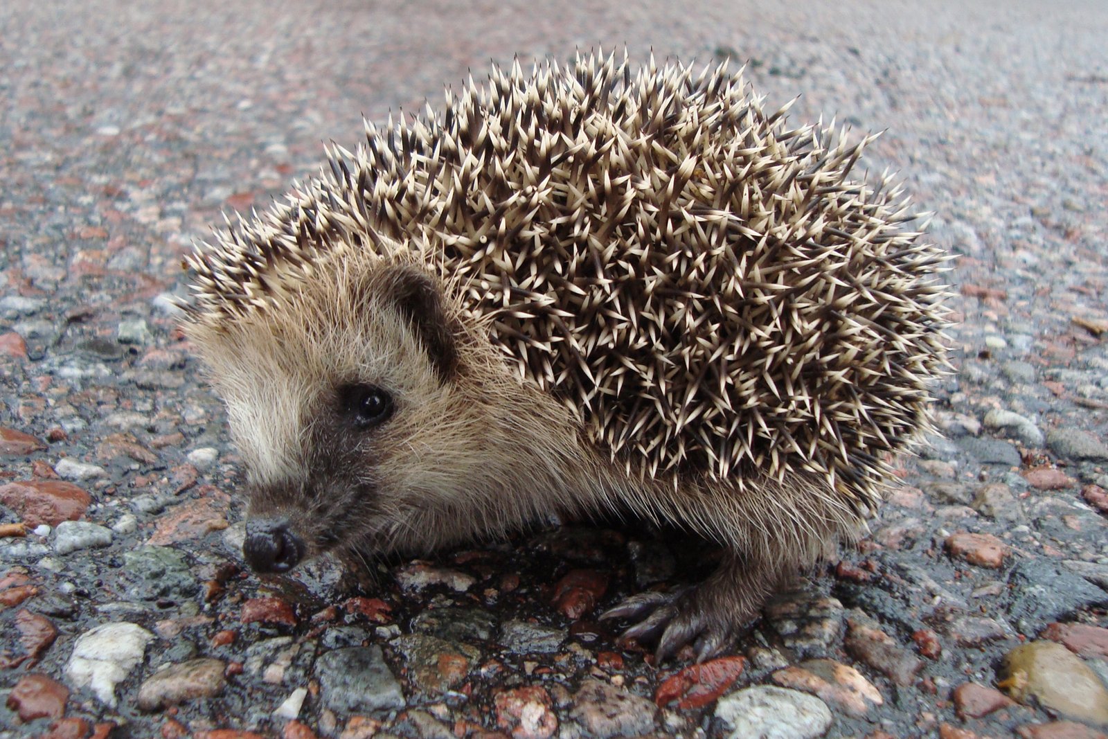 Hope for Hedgehogs in the Modern World (image credits: wikimedia)