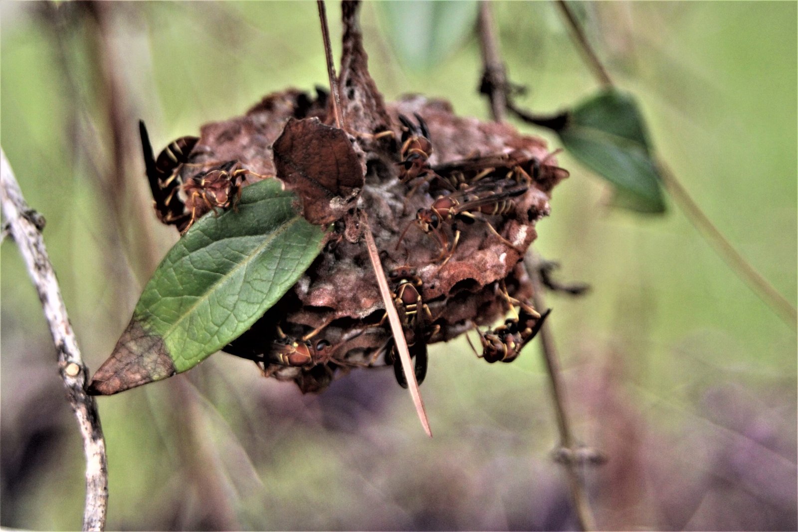 The Step-by-Step Nest Construction Process (image credits: wikimedia)