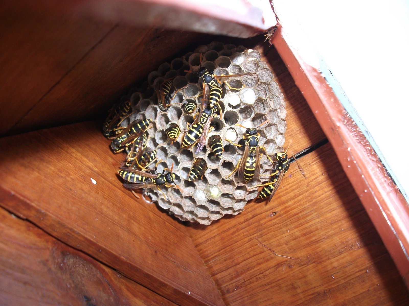 Wasp Paper in Human Innovation (image credits: wikimedia)
