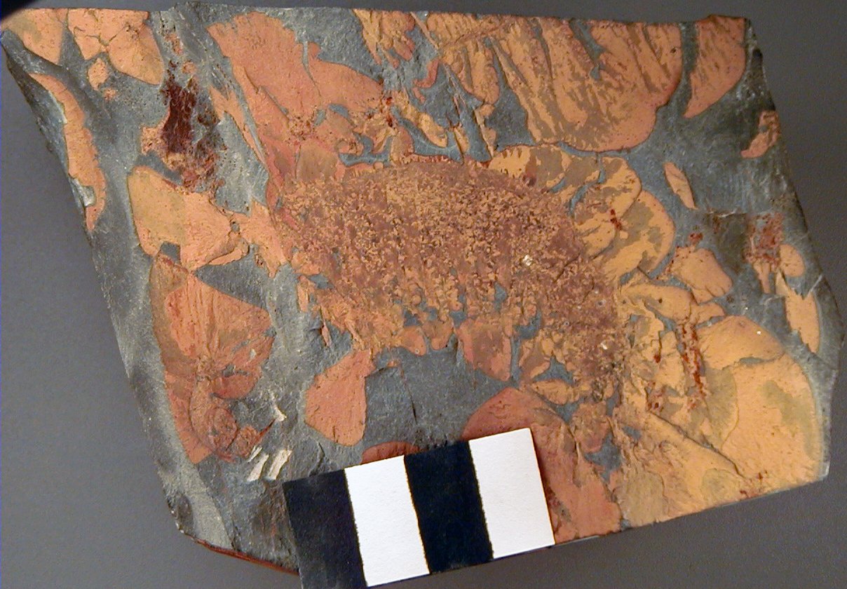 Body Design: A Predator Built for Speed and Power (image credits: wikimedia)