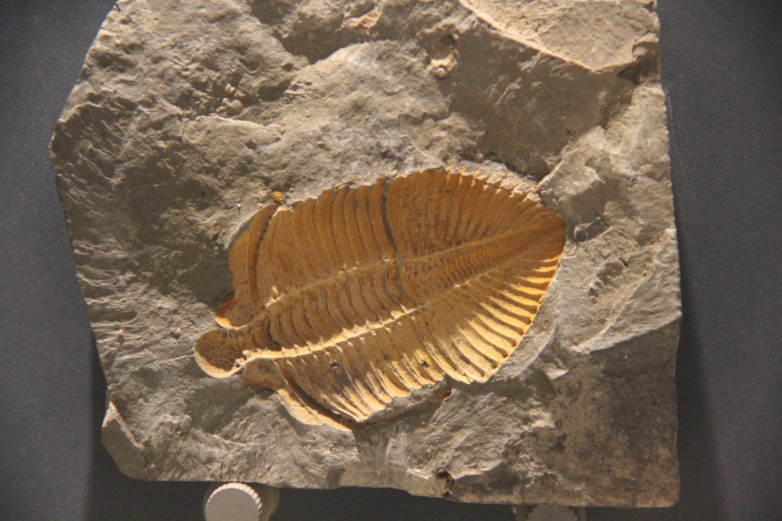 The Prey: Trilobites and Other Cambrian Oddities (image credits: wikimedia)