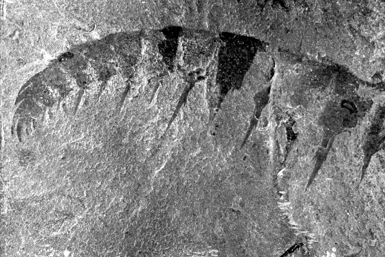 Swimming with Efficiency: The Evolution of Locomotion (image credits: wikimedia)