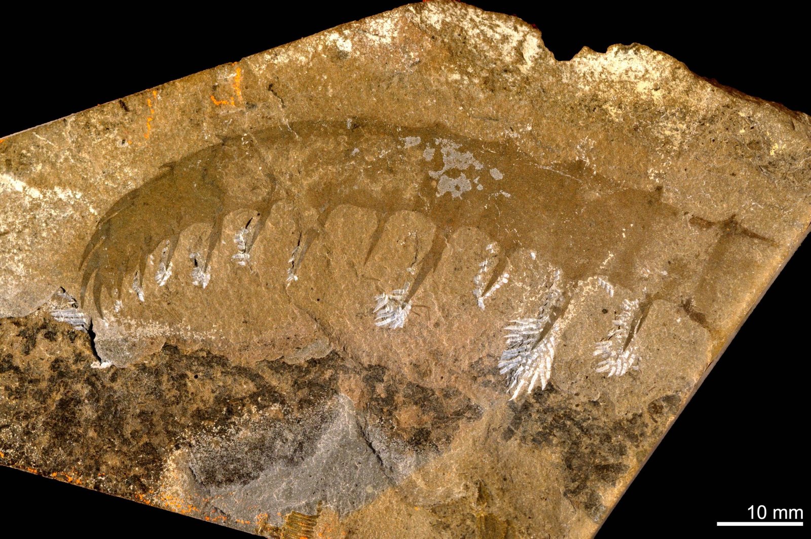 Anomalocaris in Popular Culture: From Oddity to Icon (image credits: wikimedia)