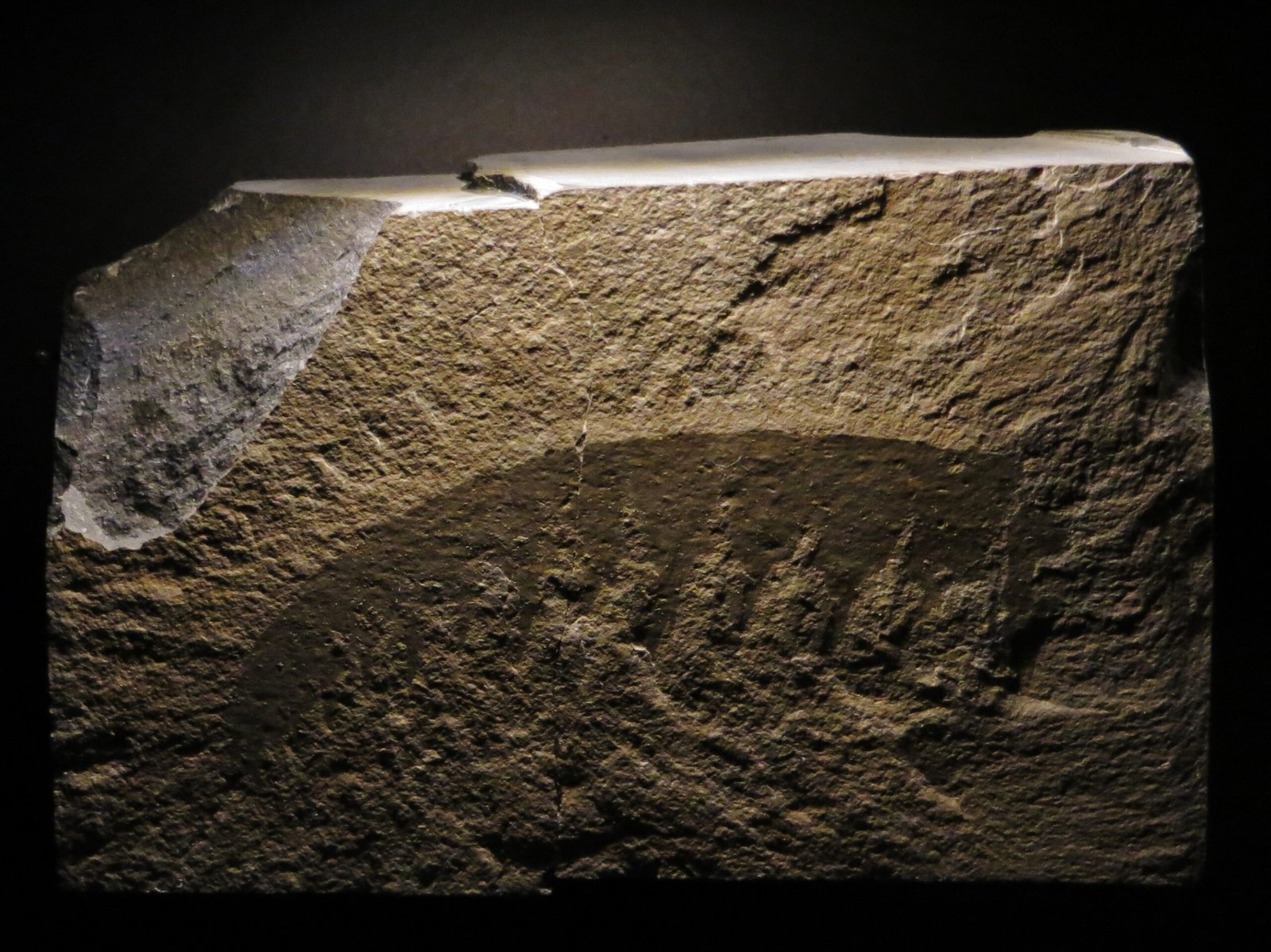 Lessons from the Nightmare Shrimp: The Power of Evolution (image credits: wikimedia)