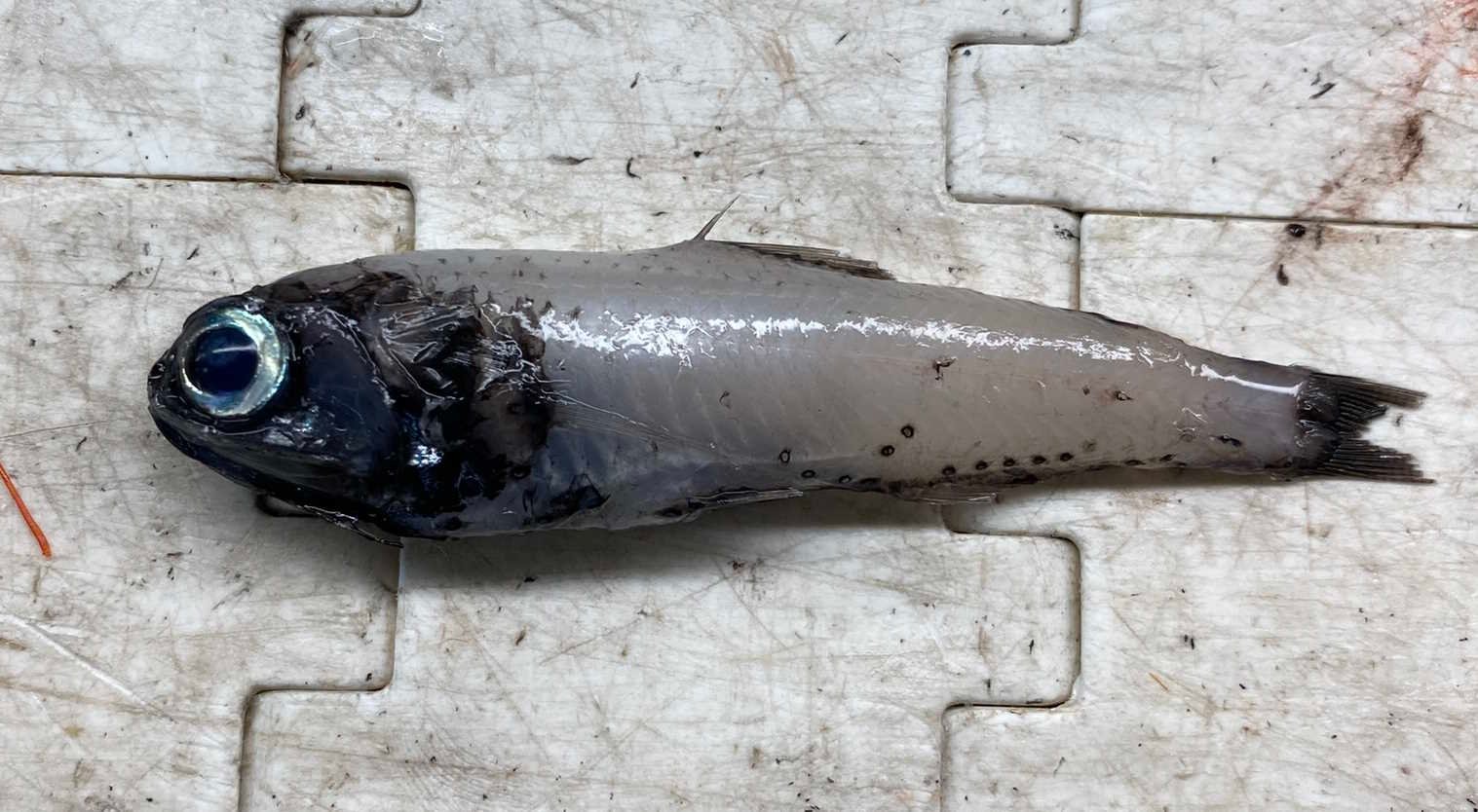 The Ocean’s Hidden Jewel (image credits: wikimedia)